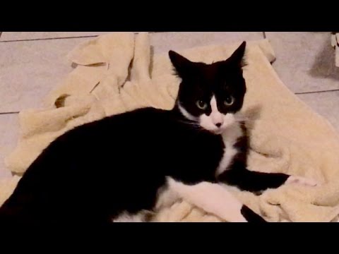 TuxedoTrio: Cat Hisses at His Own Tail