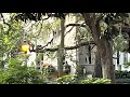 GoGardenWalks - Gaston Street, Historic Savannah, GA