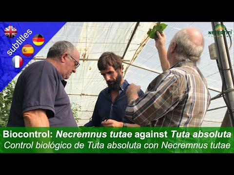 Biologische Bekämpfung von Tuta absoluta (Tomatenminiermotte) mit Necremnus tutae im Gewächshaus