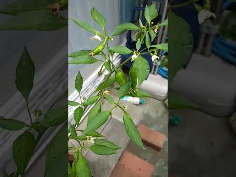 四季折々の低木、あなたにぴったりなのはどれ？成長が早く、一年中開花するもの！  庭園