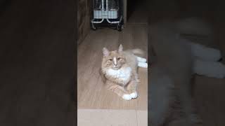 イケメン猫 #猫 #可愛い猫
