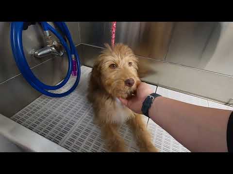 18 week old Aussiedoodle GROOM