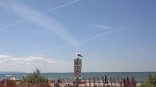 Gull post, azure blue sky. Distant meandering clouds, vacation time is nigh. Chemtrails?