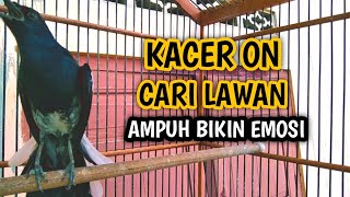 Download lagu KACER ON CARI LAWAN AMPUH BIKIN EMOSI !! PANCINGAN KACER GACOR PASTI NYAUT AMPUH. mp3