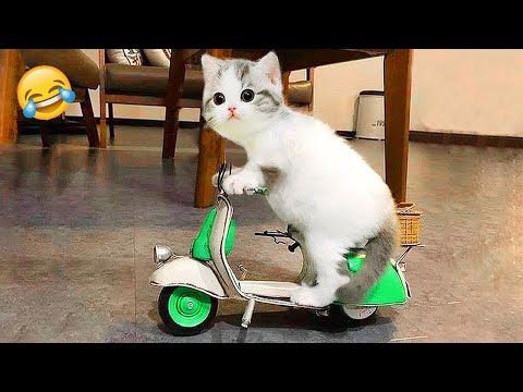 Du lachst, du verlierst 😹🤣 Lustigste Hunde und Katzen 2025 😹