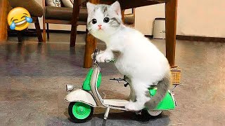 Download lagu You laugh, you lose 😹🤣 Funniest Dogs and Cats of 2025 😹 mp3 Download lagu You laugh, you lose 😹🤣 Funniest Dogs and Cats of 2025 😹 mp3