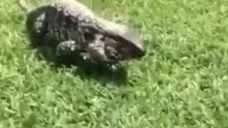 Download lagu Wapdam mp3 Download lagu Wapdam mp3