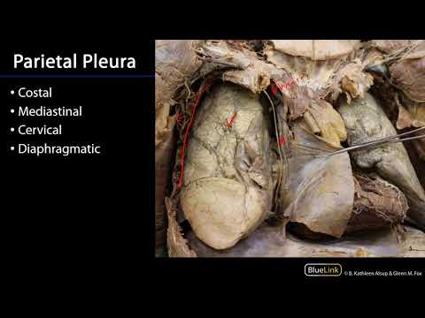 Lungs and Ventilation Pathway -  Pleurae