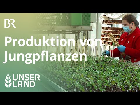 Produktion von Jungpflanzen mit High-Tech| Unser Land | BR Fernsehen