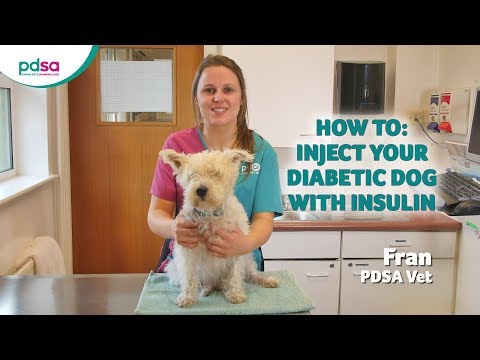 is insulin for dogs expensive