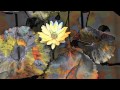 Chris Botti - No Ordinary Love