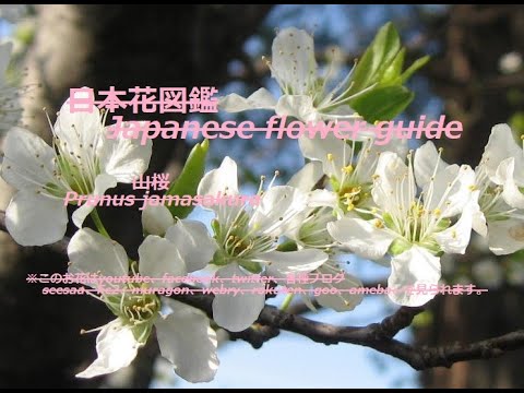 山桜、緋桜 植物