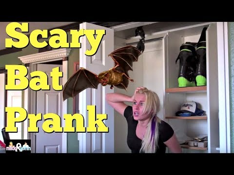 Scary Bat Prank Video