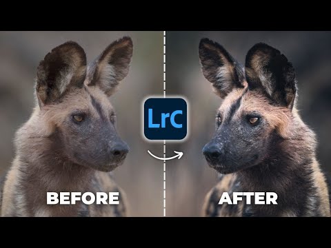 Critical Editing Skill Most Wildlife Photographers Miss (Lightroom Tutorial)