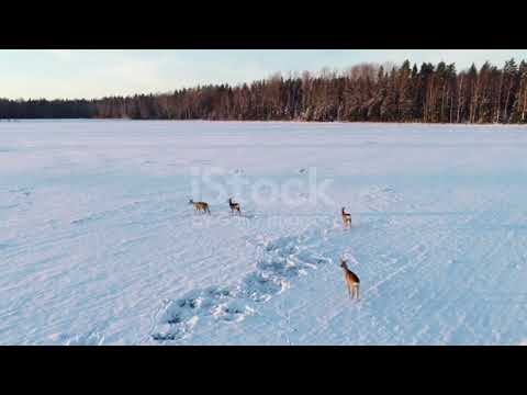 A unique charisma of nature that you would have never seen!!@YouTube