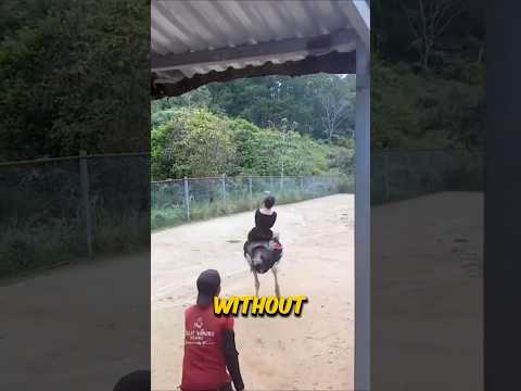 How To Ride On A Ostrich Without Any Harm 😱 !!!