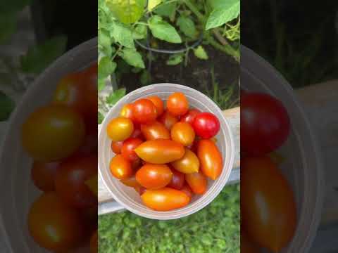 , title : 'How Productive are Cherry Tomatoes   #garden #gardening #gardeninghacks'