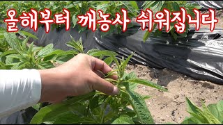 들깨! 참깨! 파종도 이리 쉬운데!!! 키우는 것도 이리 쉬워서 원!!! 이것만 있으면 농사 끝!!! 남다른…