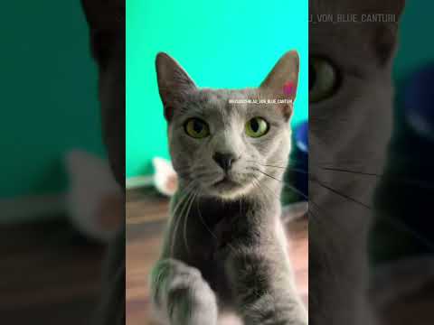 Der  Beste FREUND #cat #katzen #kitten #kotek #kot #besterfreund #video #katzen #russischblue