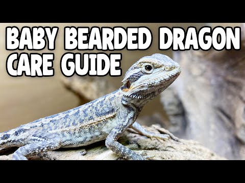 baby bearded dragon care for beginners