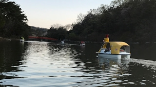 ダイヤ戦士 のライブ配信