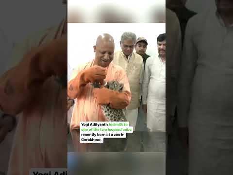 Uttar Pradesh Chief Minister Yogi Adityanath spent a memorable day with the big cats of Gorakhpur.