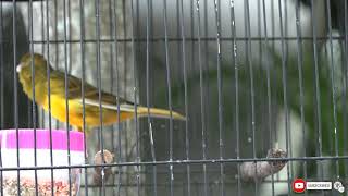 Download lagu 5 Cara Merawat Kenari Bakalan agar Cepat Bunyi Umur Kurang dari 4 bulan! mp3