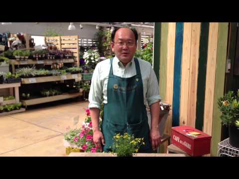 ゴールデンシャワー