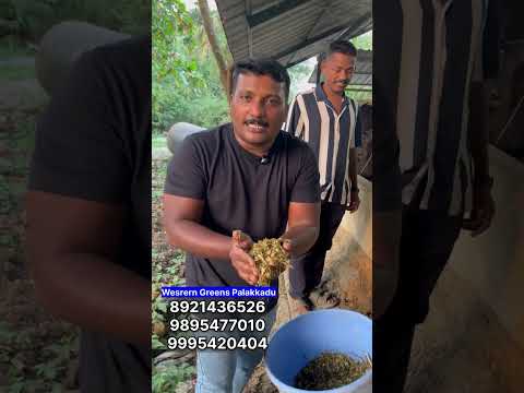 Buffalo Farming Video