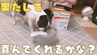 フレブルにちょっと早めの誕生日プレゼントあげてみた🎁