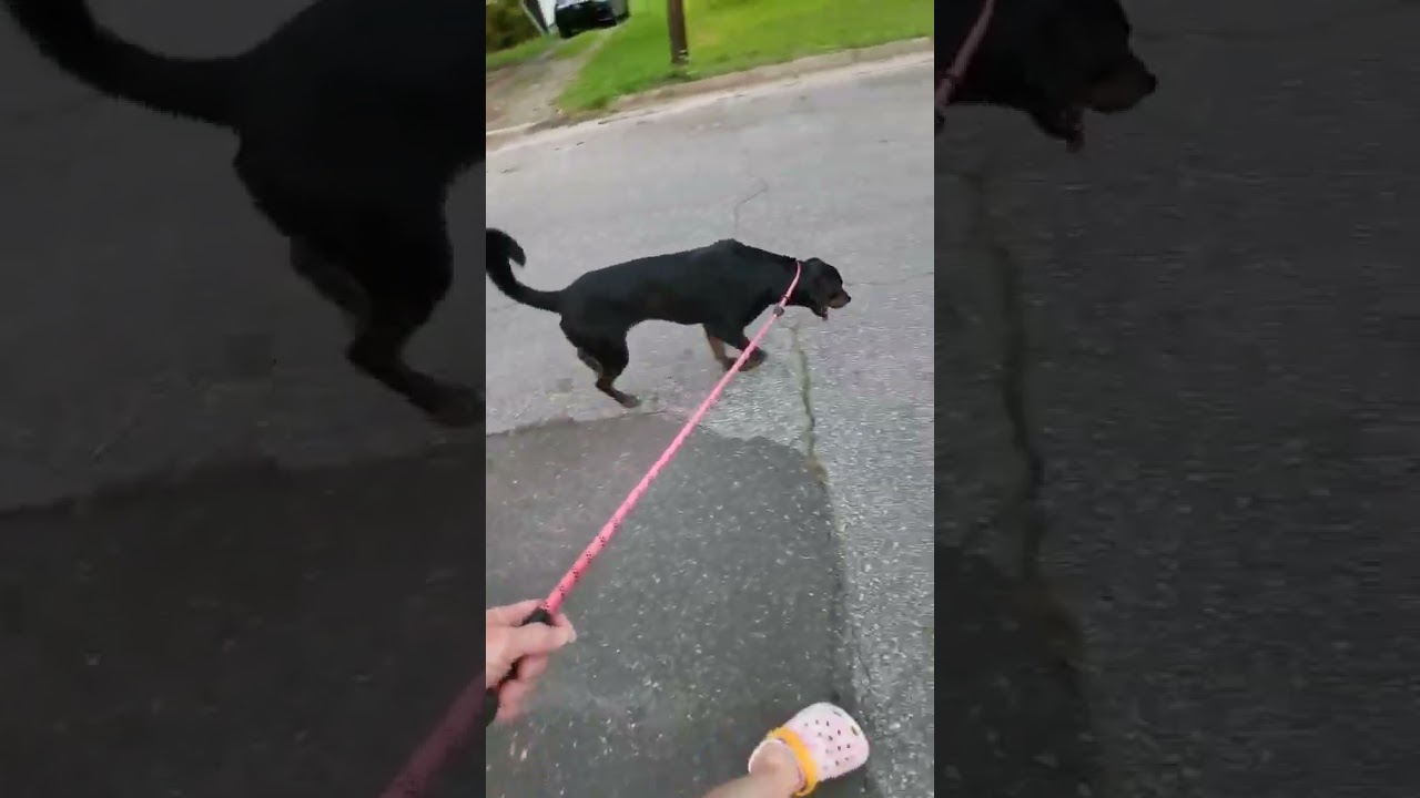 Enlarge Kahlua, a Adoptable mixed breed in Pottstown, PA video 6/6