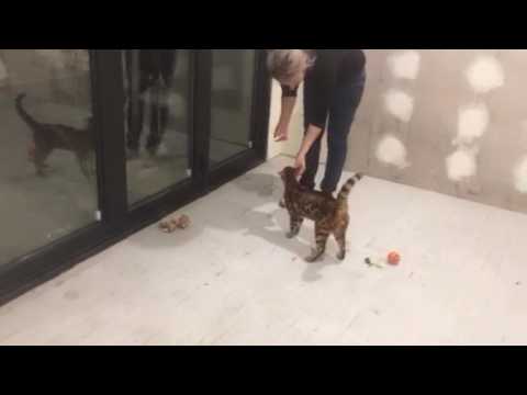 Aziz Bengal Cattery "training"