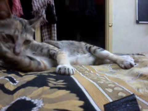 Cat Ameera