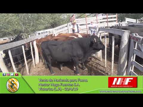 30-04-19 - Venta de Hacienda para Faena - Nestor Hugo Fuentes S.A. - Victorica (L.P.)