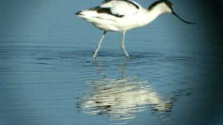 preview picture of video 'An avocet at Brownsea Island'