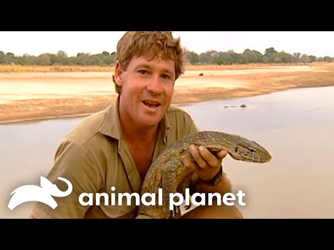 Steve Irwin's Unbelievable Encounter with Nile Crocodiles | Crocodile Hunter | Animal Planet