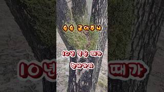 Download lagu 감나무 월동 해충 줄이는 방법 mp3