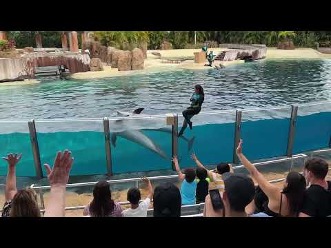 Show de delfines en SeaWorld 2023