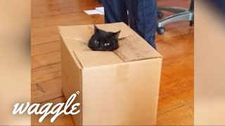 animale animale ramase blocate