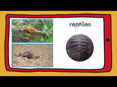 TIGER 3 - unit 2 cross curricular