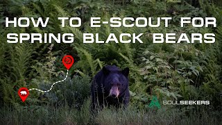 E-Scouting For Spring Black Bear