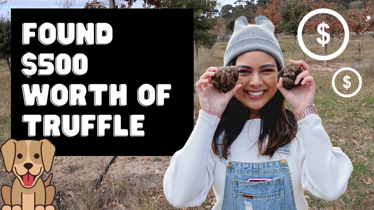 An adventurer experiences Truffle Hunting at Truffle Farm Canberra.