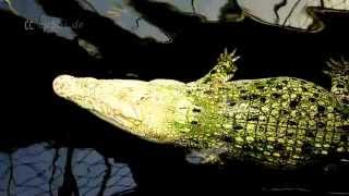 Albino Alligator in Stuttgart Zoo