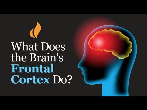 What Does the Brain's Frontal Cortex Do? (Professor Robert Sapolsky Explains)