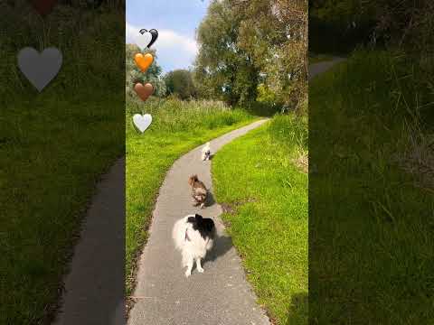 #dogs #dogvideos #funny #cute #puppy #doglover #doglife #viral #pets #shorts