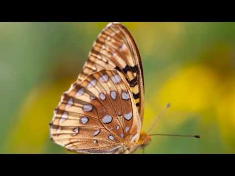 Opwekking 626 Prachtige God