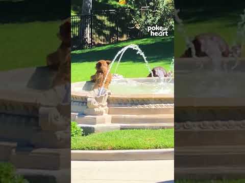 Bears Play in Fountain Water During Summer