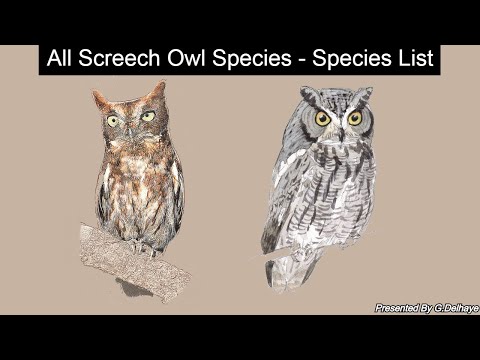 Myšiarka juhomexická — Pacific Screech-Owl