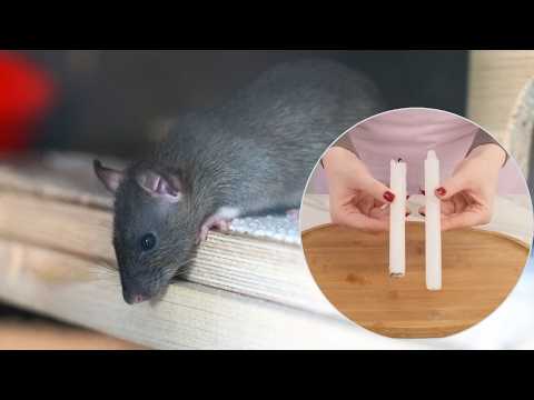 All you need is a candle. Mice and rats will never come again!
