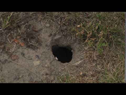 olbrzymi krater w ziemi (gniazdo os)